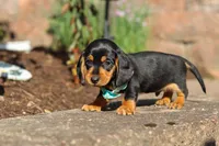 Luca, a male Miniature Dachshund for sale in Walnut Creek, OH – 7 of 8