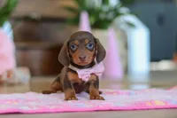 Chloe, a female Miniature Dachshund for sale in Walnut Creek, OH – Photo 1 of 10