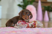 Chloe, a female Miniature Dachshund for sale in Walnut Creek, OH – Photo 9 of 10