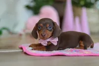 Chloe, a female Miniature Dachshund for sale in Walnut Creek, OH – Photo 3 of 10