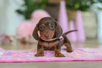 Chloe, a female Miniature Dachshund for sale in Walnut Creek, OH – Photo 5 of 10