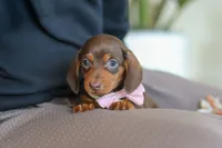 Chloe, a female Miniature Dachshund for sale in Walnut Creek, OH – Photo 10 of 10