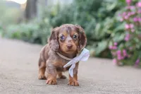 Rosie, a female Miniature Dachshund for sale in Walnut Creek, OH – 1 of 10
