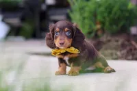 Lennon, a male Miniature Dachshund for sale in Walnut Creek, OH – 7 of 8