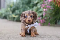 Rosie, a female Miniature Dachshund for sale in Walnut Creek, OH – 8 of 10