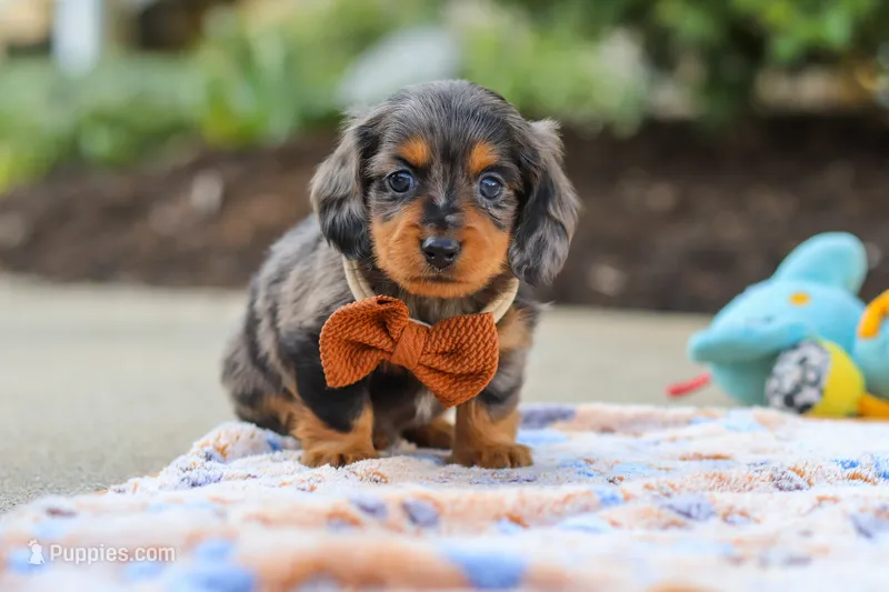 Dallas  – Miniature Dachshund puppy for sale in Walnut Creek, OH