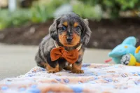 Dallas , a male Miniature Dachshund for sale in Walnut Creek, OH – 1 of 8