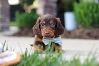 Everett, a male Miniature Dachshund for sale in Walnut Creek, OH – 2 of 9
