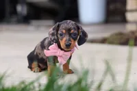 Agnes, a male Miniature Dachshund for sale in Walnut Creek, OH – 9 of 10
