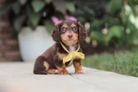 Grover, a male Miniature Dachshund for sale in Walnut Creek, OH – 8 of 10