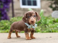 Oliver, a male Dachshund for sale in Walnut Creek, OH – Photo 2 of 8