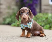 Oliver, a male Dachshund for sale in Walnut Creek, OH – Photo 8 of 8