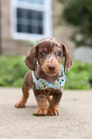 Oliver, a male Dachshund for sale in Walnut Creek, OH – Photo 5 of 8