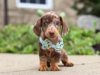 Oliver, a male Dachshund for sale in Walnut Creek, OH – Photo 3 of 8