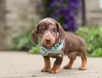 Oliver, a male Dachshund for sale in Walnut Creek, OH – Photo 4 of 8