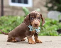 Oliver, a male Dachshund for sale in Walnut Creek, OH – Photo 6 of 8