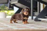 Warren , a male Miniature Dachshund for sale in Walnut Creek, OH – 9 of 10