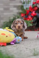 Ivy, a female Miniature Dachshund for sale in Walnut Creek, OH – 1 of 10