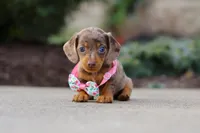 Autumn, a female Miniature Dachshund for sale in Walnut Creek, OH – Photo 1 of 8
