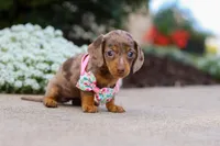 Autumn, a female Miniature Dachshund for sale in Walnut Creek, OH – Photo 5 of 8