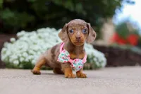 Autumn, a female Miniature Dachshund for sale in Walnut Creek, OH – Photo 6 of 8