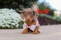 Autumn, a female Miniature Dachshund for sale in Walnut Creek, OH – Photo 2 of 8