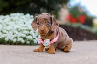 Autumn, a female Miniature Dachshund for sale in Walnut Creek, OH – Photo 4 of 8
