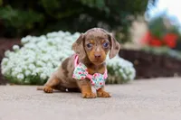 Autumn, a female Miniature Dachshund for sale in Walnut Creek, OH – Photo 7 of 8