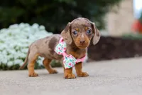 Autumn, a female Miniature Dachshund for sale in Walnut Creek, OH – Photo 8 of 8