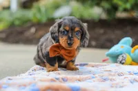 Dallas , a male Miniature Dachshund for sale in Walnut Creek, OH – 6 of 8