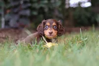 Grover, a male Miniature Dachshund for sale in Walnut Creek, OH – 4 of 10