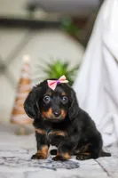 Pippa, a female Miniature Dachshund for sale in Walnut Creek, OH – Photo 5 of 7