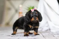 Pippa, a female Miniature Dachshund for sale in Walnut Creek, OH – Photo 3 of 7