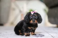 Pippa, a female Miniature Dachshund for sale in Walnut Creek, OH – Photo 7 of 7