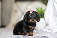 Pippa, a female Miniature Dachshund for sale in Walnut Creek, OH – Photo 6 of 7