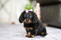 Pippa, a female Miniature Dachshund for sale in Walnut Creek, OH – Photo 2 of 7