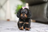 Pippa, a female Miniature Dachshund for sale in Walnut Creek, OH – Photo 1 of 7