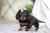 Pippa, a female Miniature Dachshund for sale in Walnut Creek, OH – Photo 4 of 7