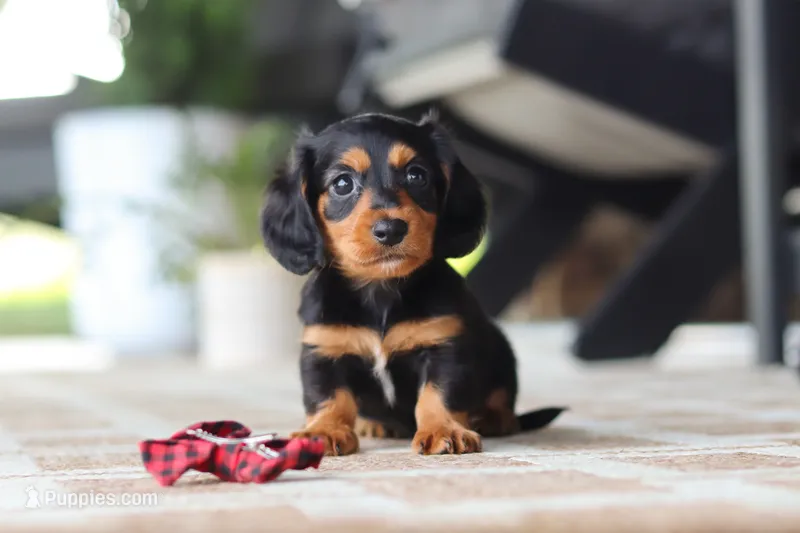Arthur – Miniature Dachshund puppy for sale in Walnut Creek, OH
