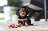 Arthur, a male Miniature Dachshund for sale in Walnut Creek, OH – 1 of 9