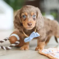 Champ , a male Miniature Dachshund for sale in Walnut Creek, OH – 5 of 10