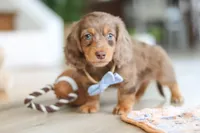 Champ , a male Miniature Dachshund for sale in Walnut Creek, OH – Photo 5 of 10