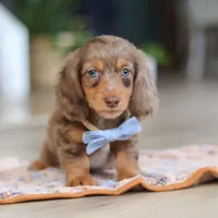 Champ , a male Miniature Dachshund for sale in Walnut Creek, OH – 2 of 10
