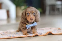 Champ , a male Miniature Dachshund for sale in Walnut Creek, OH – Photo 2 of 10