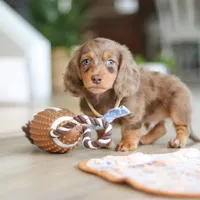 Champ , a male Miniature Dachshund for sale in Walnut Creek, OH – 10 of 10