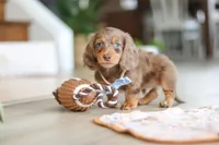 Champ , a male Miniature Dachshund for sale in Walnut Creek, OH – Photo 10 of 10