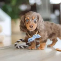 Champ , a male Miniature Dachshund for sale in Walnut Creek, OH – 9 of 10