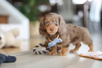 Champ , a male Miniature Dachshund for sale in Walnut Creek, OH – Photo 9 of 10