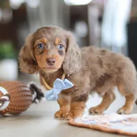 Champ , a male Miniature Dachshund for sale in Walnut Creek, OH – 6 of 10