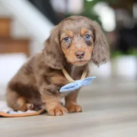 Champ , a male Miniature Dachshund for sale in Walnut Creek, OH – 1 of 10